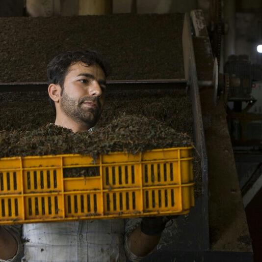  صادرات چهار هزار تن چای به کشورهای همسایه
