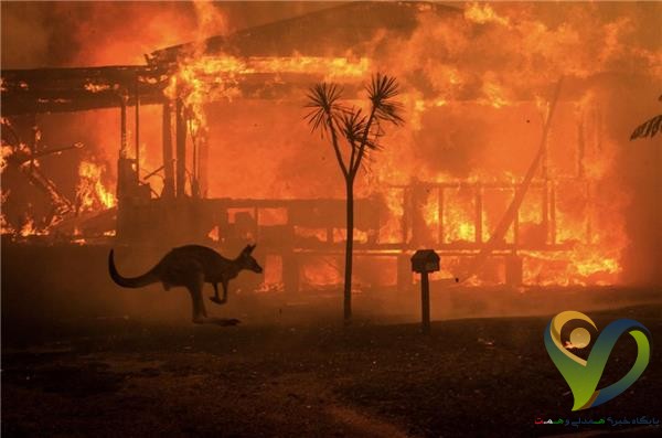  خطر “تلف شدن کامل” برخی گونه‌های حیوانی در آتش‌سوزی‌های استرالیا