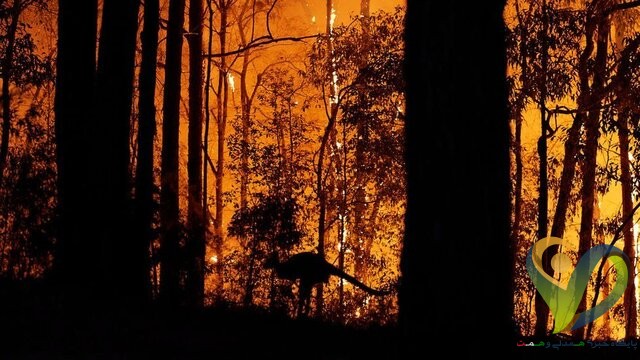  خطر “تلف شدن کامل” برخی گونه‌های حیوانی در آتش‌سوزی‌های استرالیا