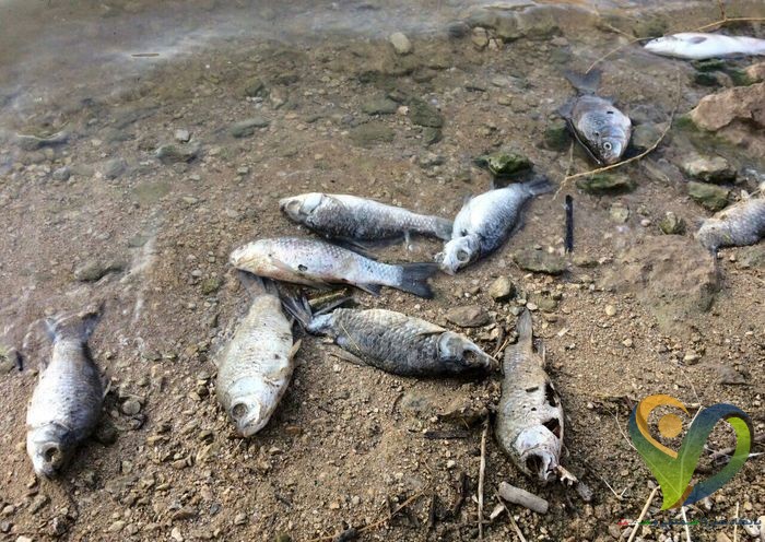  ایجاد یک کانال آب باعث مرگ و میر ماهی‌های تالاب میانگران ایذه شد