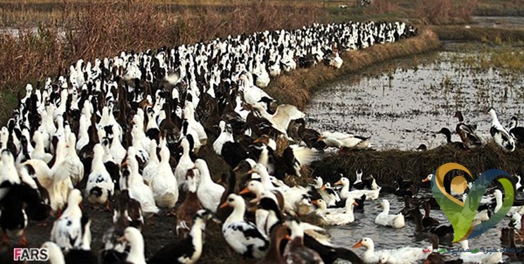  راهکار چین برای مخرب‌ترین آفت بخش کشاورزی/ اعزام صد هزار اردک برای مبارزه با ملخ‌های صحرایی