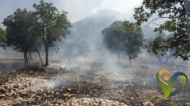  دستگیری ۲۴ نفر از عاملان آتش سوزی جنگل‌های کهگیلویه و بویراحمد