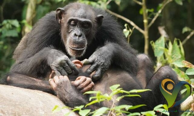  شامپانزه‌ها هم تا آخر عمر از یتیم بودن رنج می‌کشند!